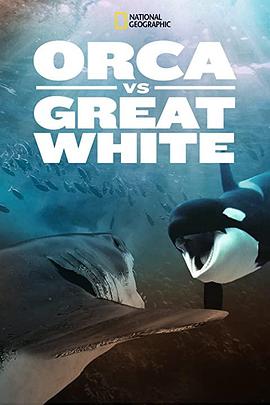 虎鲸对上大白鲨的海报