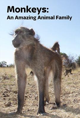 猴子：奇妙的动物家族的海报