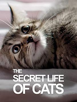 BBC地平线：猫的秘密生活海报剧照